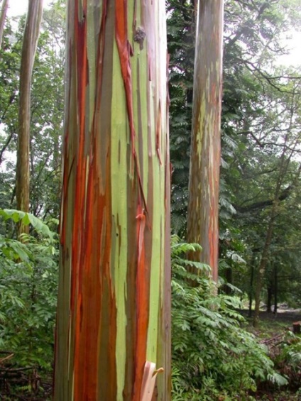 Rainbow eucalypt este cel mai strălucitor copac de pe planetă