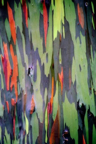 Rainbow eucalypt este cel mai strălucitor copac de pe planetă