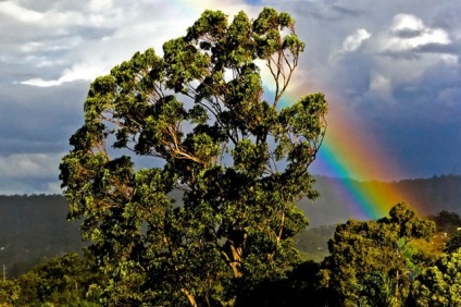 Rainbow eucalypt este cel mai strălucitor copac de pe planetă