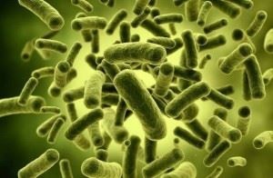Distribuția bacteriilor în natură și semnificația lor
