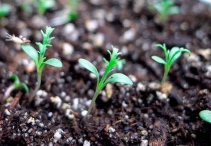 Seedling aster, într - o plantă de sere neîncălzită, îngrijire, boli și tratamentul lor foto - ecologie