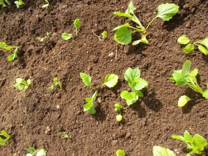 Seedling aster, într - o plantă de sere neîncălzită, îngrijire, boli și tratamentul lor foto - ecologie