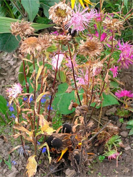 Seedling aster, într - o plantă de sere neîncălzită, îngrijire, boli și tratamentul lor foto - ecologie