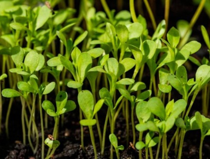 Seedling aster, într - o plantă de sere neîncălzită, îngrijire, boli și tratamentul lor foto - ecologie