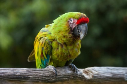 Specii de papagali papagali și caracteristici ale aspectului lor