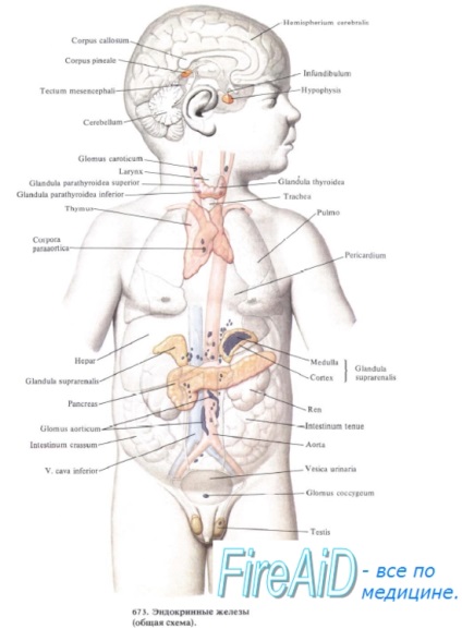 Dezvoltarea sistemului endocrin al fătului