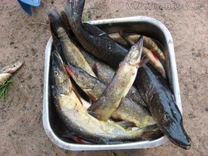 Pescuitul pe Lacul Volgo, împărtășesc informații interesante și utile