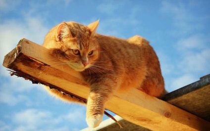Vörös macska - egy darab a nap a ház