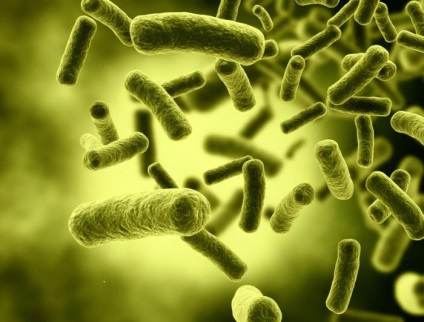 Rolul bacteriilor în natură
