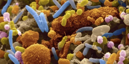 Rolul bacteriilor în natură