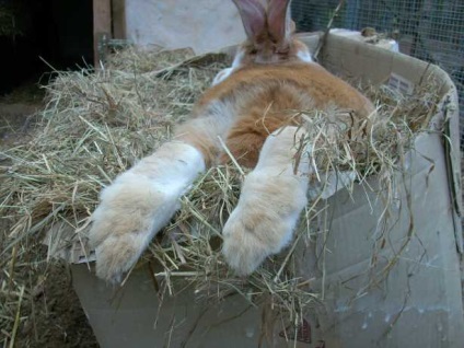 Роля на сено в диетата на зайци - по-добро сено и колко трябва да бъде декоративен заек
