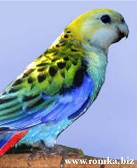 Rosella blednogolovaya