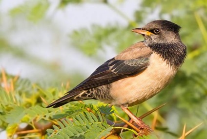 Sturcul roz (sturnus roseus) - păsările din partea europeană a Rusiei