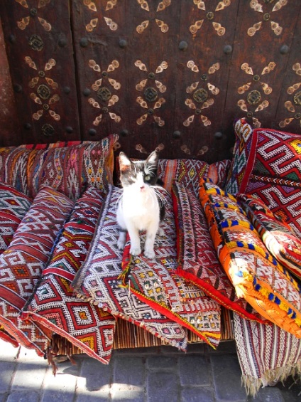 Ru_cats, pisici Maroc