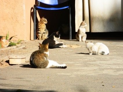 Ru_cats, pisici Maroc