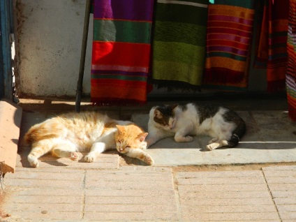 Ru_cats, pisici Maroc