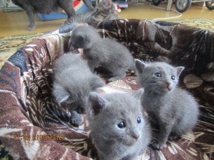 Orosz kék macska