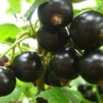 Rowanberry de plantare rowan și de reproducere reproducere nursing