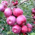 Rowanberry de plantare rowan și de reproducere reproducere nursing