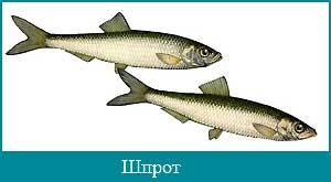 A legtöbb zsidó hal - Források - cikk Directory