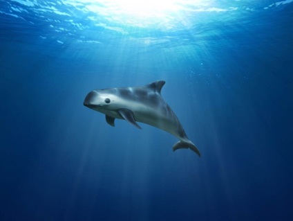 Cele mai rare animale marine care pot dispărea curând din cauza activității umane - un fapt