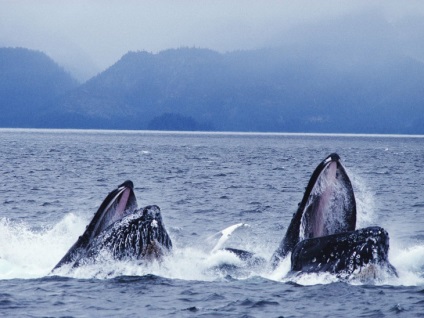 Cele mai rare animale marine care pot dispărea curând din cauza activității umane - un fapt