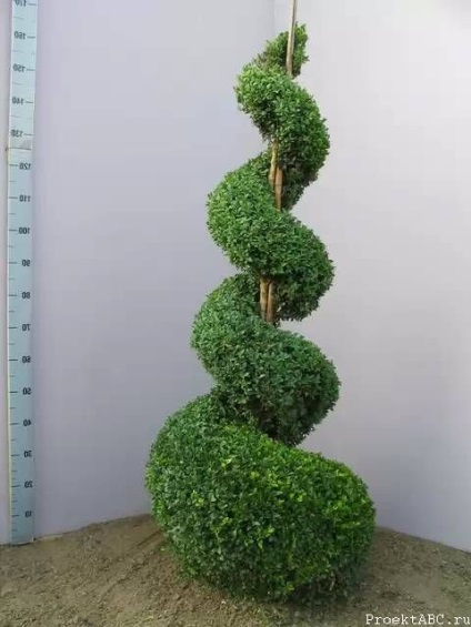 Boxwood - plantare și îngrijire