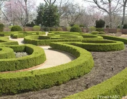 Boxwood - plantare și îngrijire