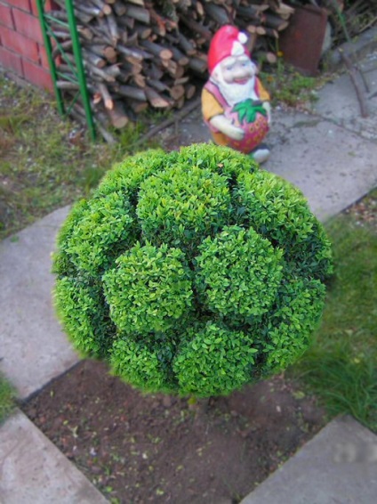 Boxwood - plantare, îngrijire, reproducere, magazin online - дім кадь город плюс