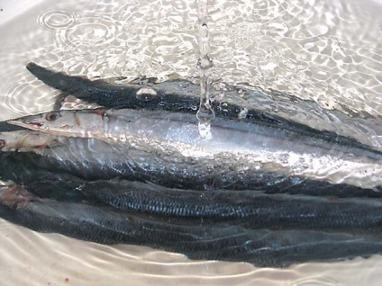 Saira - zsíros és ízletes (miután a makréla, a hering kivételével) hal