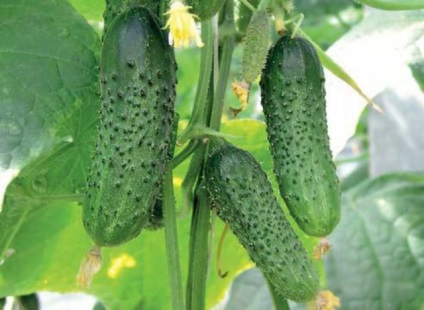 Semințe de castraveți de selecție coreeană pentru teren deschis