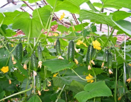 Semințe de castraveți de selecție coreeană pentru teren deschis