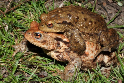 Gri sau obiceiul obișnuit (bufo bufo)