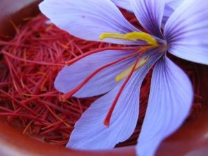 Saffron gyógyító tulajdonságait fűszerek