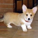 Puppies welsh corgi pembroke preț, unde să cumpere, toate despre rasă, îngrijire, descriere, avantaje și dezavantaje