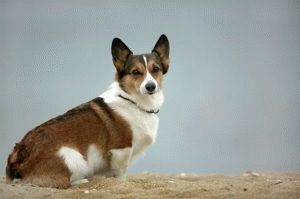 Gyapjú és vedlik át corgi