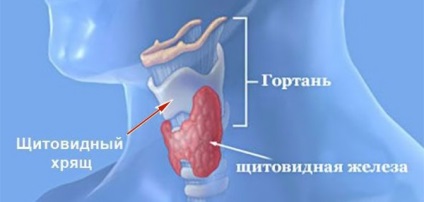 Pajzsmirigy porc a gége funkció szerkezetét, az oka a fájdalom, a betegség - Health információs