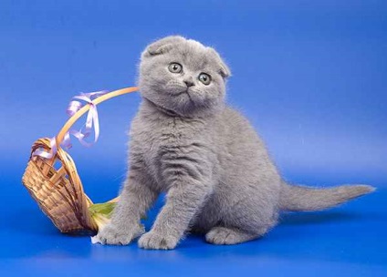 Scottish Fold Scottish Fold (fotografii, video)