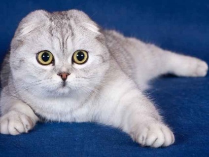 Scottish Fold Scottish Fold (fotografii, video)