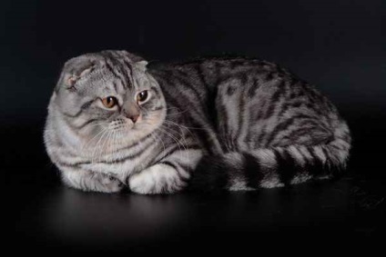 Scottish Fold Scottish Fold (fotografii, video)