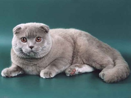 Scottish Fold Scottish Fold (fotografii, video)