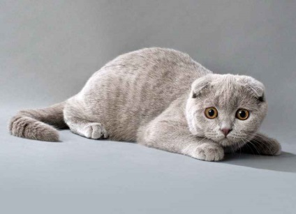 Scottish Fold Scottish Fold (fotografii, video)