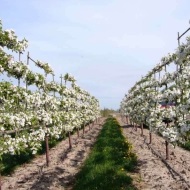 Tapițerie - un gard viu de plante vii în parcuri și grădini