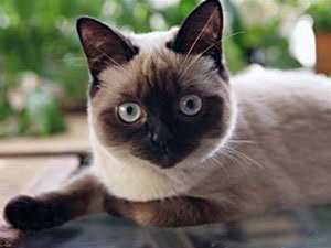Siamez cat - rase de pisici - articole - casa de pisici - site despre pisici
