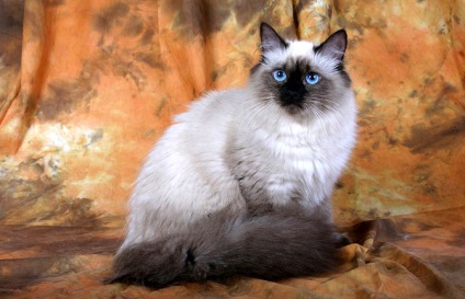 Fotografii cu pisici siberiene, totul despre pisica siberiana cumparand un pisoi, ingrijire si intretinere, hranire siberiana