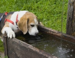 O sete puternica la un caine este o nevoie naturala pentru o boala de colita