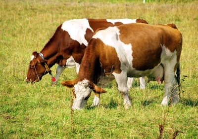 Rasă simplă de carne și produse lactate de vaci