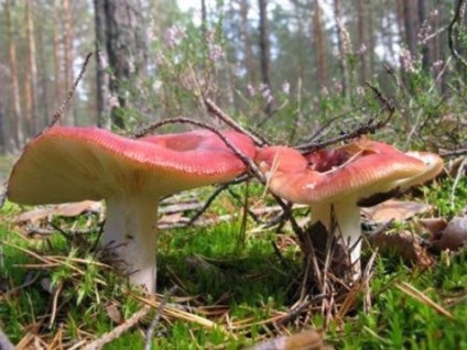 Russula téli meleg-