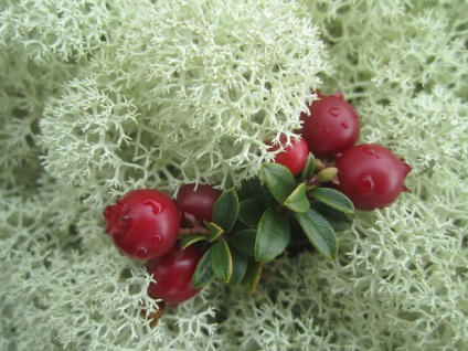 Ce culoare este culoarea cowberry