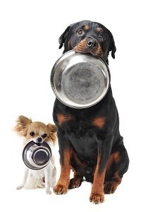 Cât de mult pentru a hrăni câinele la adresele de magazine de animale de companie, adresele clinicilor veterinare